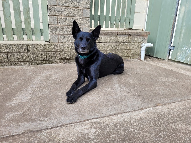 Clancy (SB) photo 1