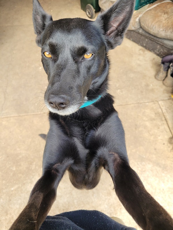 Clancy (SB) photo 3