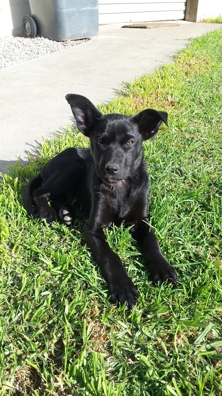 Clancy (SB) photo 5